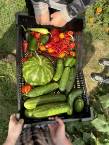 harvest image 3
