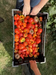 harvest image 2
