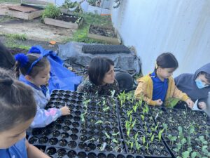 Children seed trays