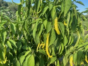 Ripe pickling peppers on plant.