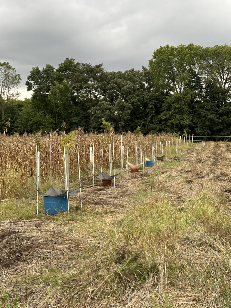 Trees with their irrigating containers.