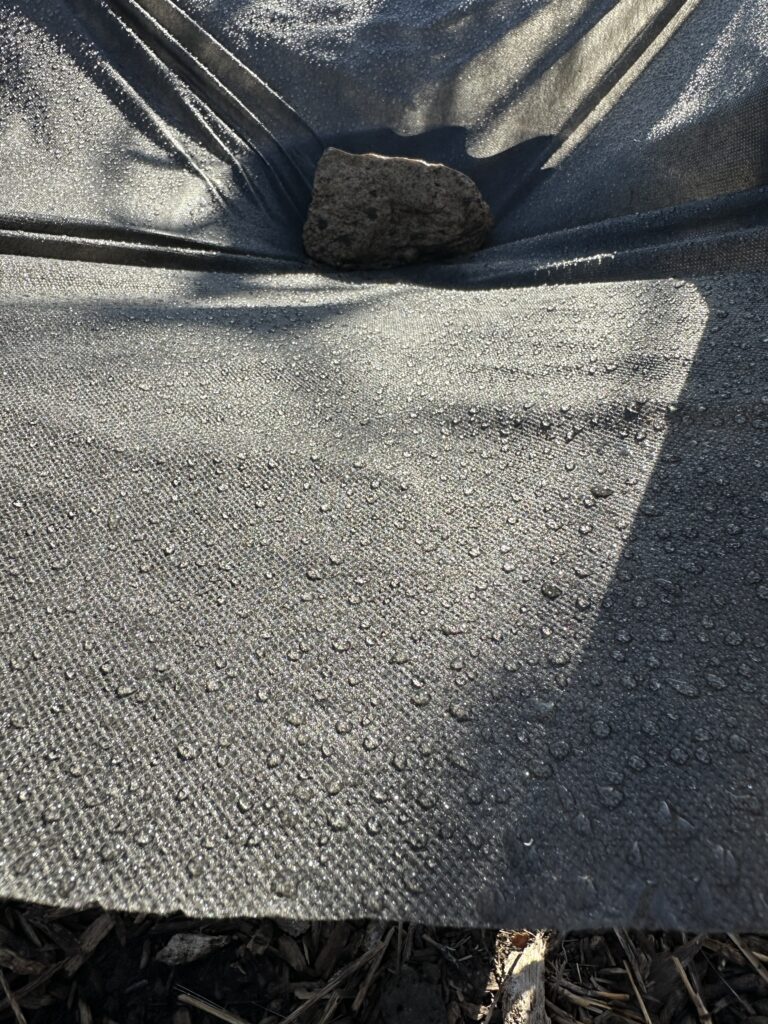 Stationary dew drops deposited on a collection sheet.