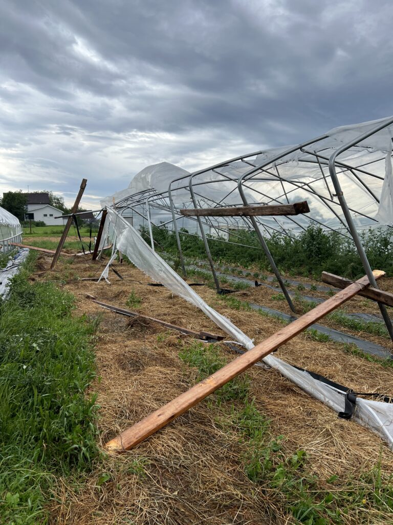 A 140 foot hightunnel damaged in June on Participant C’s farm. It was one of three tunnels damaged.