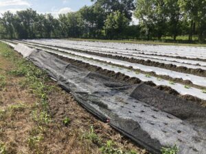 shade cloth and proteknet covering lettuce