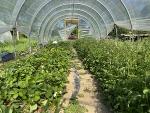 On-farm research at Eden Prairie Farm, Greenfield, IN. The farmer shared their experience on the Strawberry Chat podcast. The photo was taken in May, 2023. 