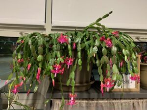 parent Christmas cactus