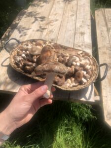 Preparing to bring mushrooms to the produce stand
