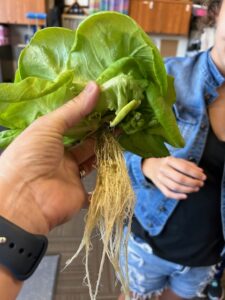 lettuce roots