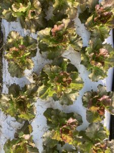 summer lettuce planting 'Cherokee'