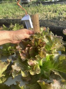 measuring growth