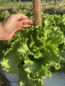 measuring growth