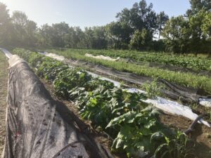 shade and proteknet lettuce planting