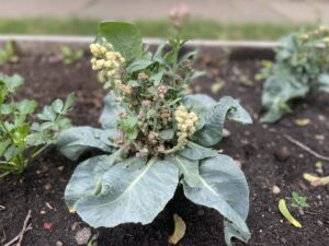 Picture of deformed cauliflower head caused by swede midge