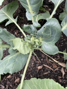 Picture of swede midge damage on cauliflower 