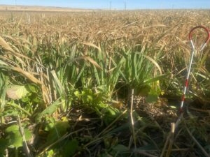 Pre-graze Sampling