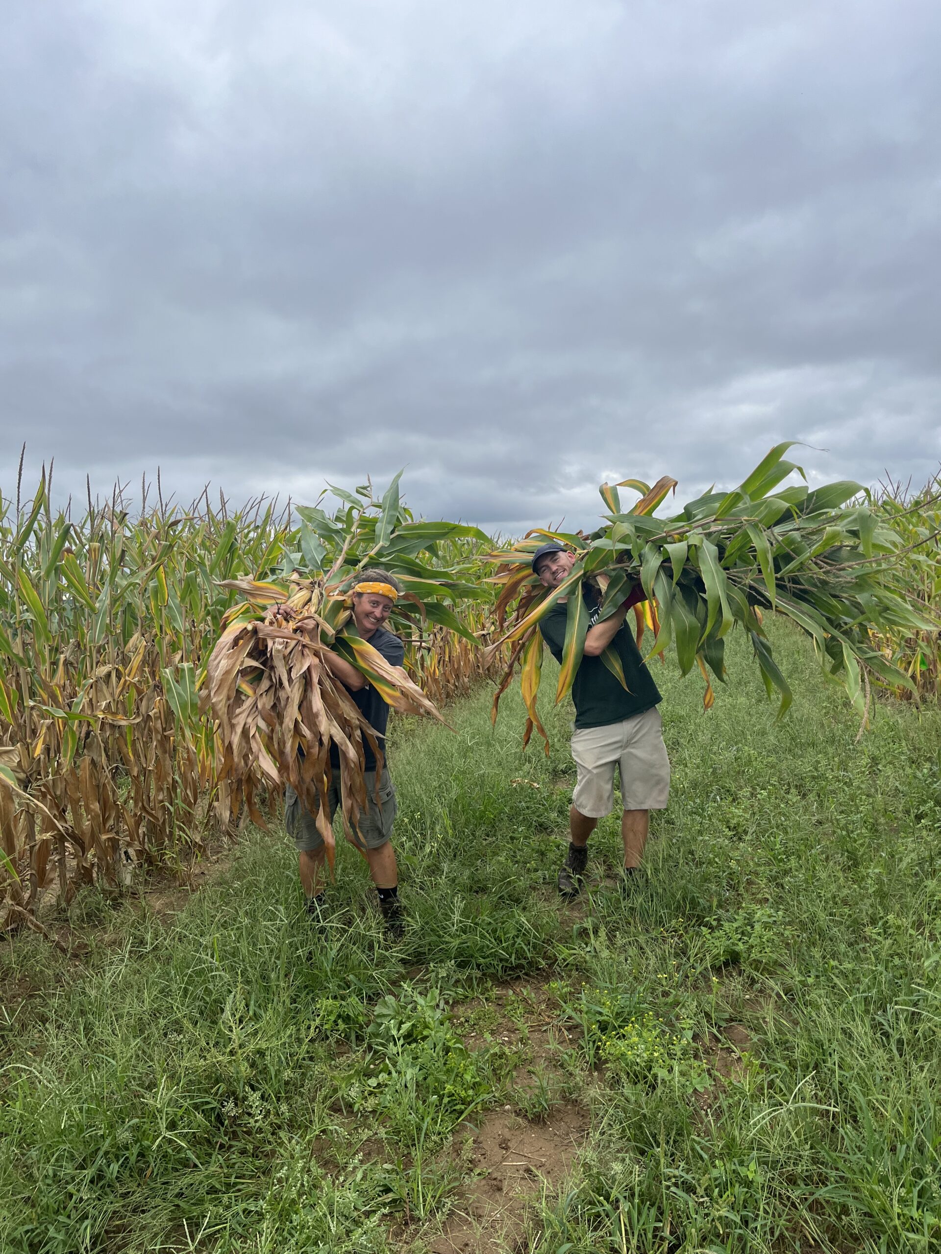 Corn is harvested at the LI field site