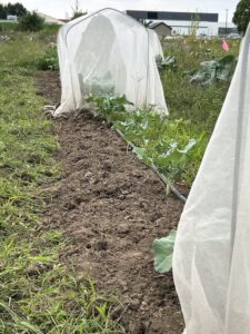 Picture of bare ground treatment