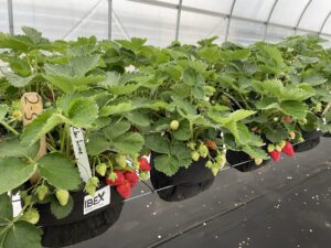 Figure 1. Strawberry production in a table-top system with 1-gallon grow bags and peat-based potting soil at the Southwest Purdue Agriculture Center, Purdue University, Vincennes, IN, in April 2022. 