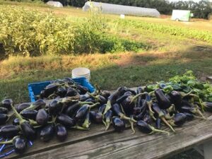 Freshly harvested eggplant on wooden table.