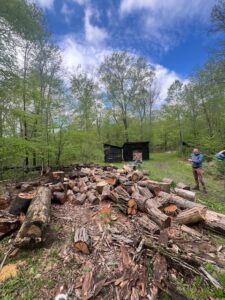 Chopped wood pile