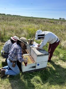 Looking for viable larvae for grafting queens