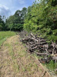 pile of logs and small trees next to a path
