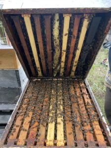 A double deep 10 frame hive of bees being prepared as a queen bank in September 2024. 