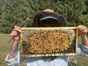 Each double deep was made queenless for 10 days to allow brood to age, and then reinspected to destroy any remaining queen cells per recommendations from our TA.