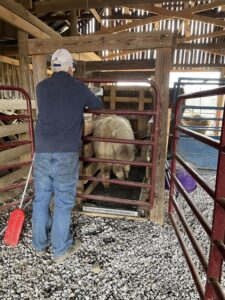 Weighing yaks