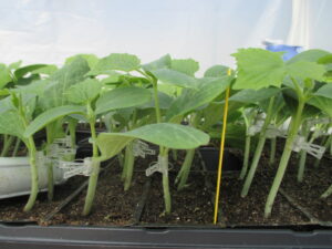 Grafted cucumber plants