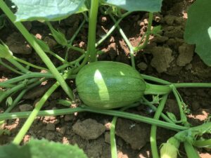 Tatume Summer Squash