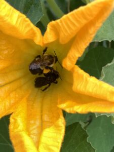 what's inside this flower? Bug hunt!