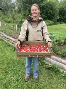 Albion harvest