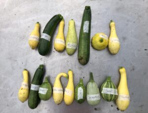Pepo Trial Varieties