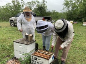 People in beekeeping veils standing over a beehive