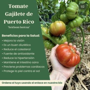 Edu post Tomatoes