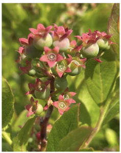 Picture of green blueberries on the plant