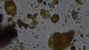 compost analysis imagery LFF1