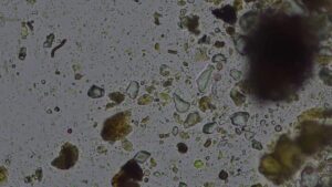 compost analysis imagery LFF2