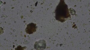 compost analysis imagery LFF4