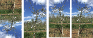 Image augmentation