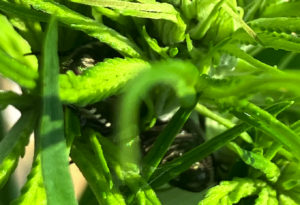 Mating beetles in the hemp flowers
