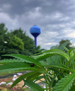 Japanese Beetle on hemp leaf in front of water tower