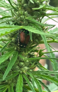 Japanese beetle on early stages of seed production on hemp plant