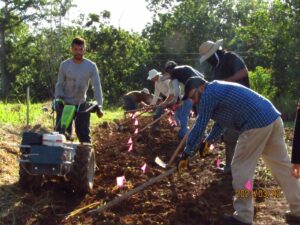Preparing Soil