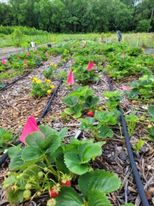 July Strawberry bed