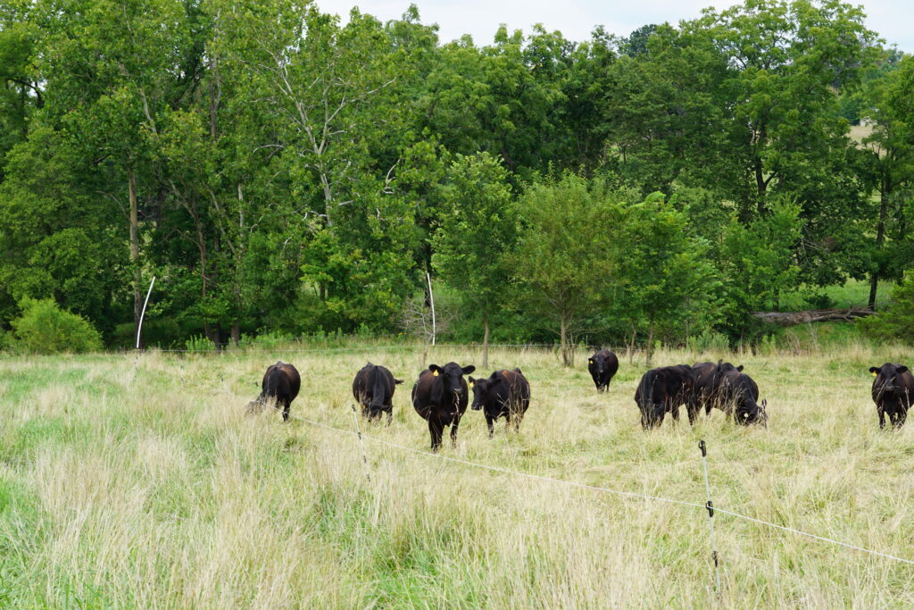 Cattle on one side of a wire fence with shorter grass, and longer grass on the opposite side.
