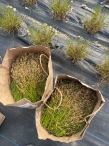 two paper bags full of juncus tenuis seed heads in the foreground with plants in rows in the background