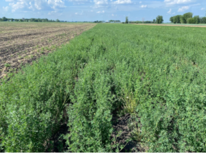 K-40 FIELD II PLANTED WITH ALFALFA