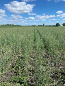 K-40 FIELD II STRIP-TILLED WITH GROWN ALFALFA